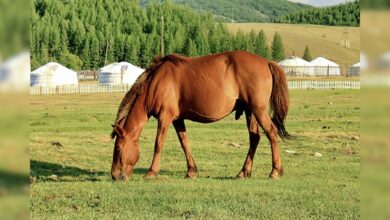 पुष्कर मेले में छाया नन्हा सितारा! सिर्फ 2 फीट ऊंचा ‘छोटू घोड़ा’ बना इंटरनेट सेंसेशन, देखने उमड़ी भीड़
