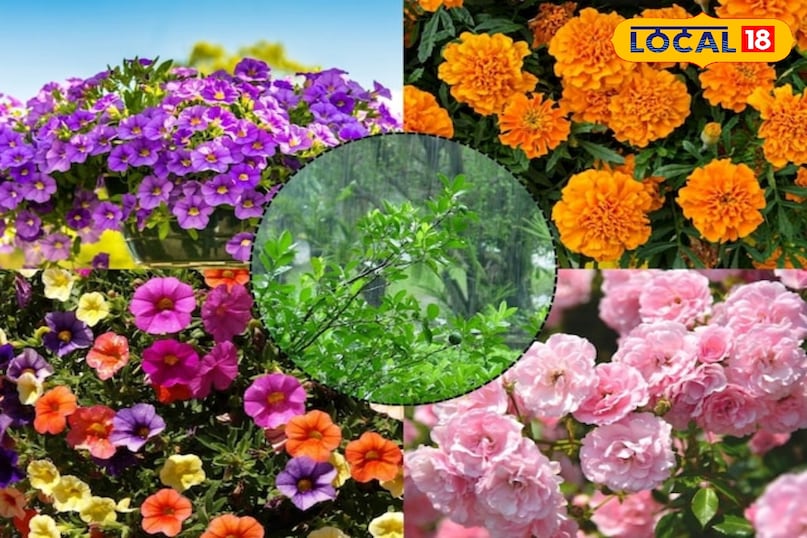 फूलों के पौधे  फूलों के पौधे