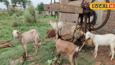 बकरियों ने उपेंद्र को बना दिया लखपति, पहले बीमारी में भी करनी पड़ती थी मजदूरी