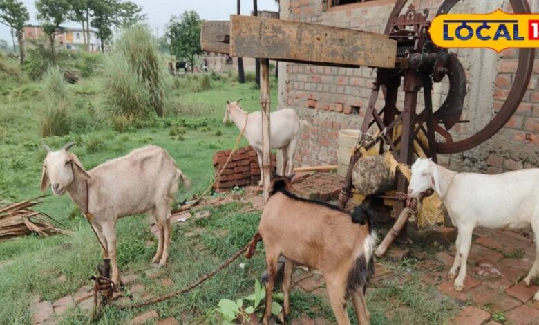 बकरियों ने उपेंद्र को बना दिया लखपति, पहले बीमारी में भी करनी पड़ती थी मजदूरी