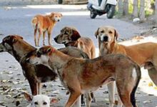 बाप रे...कितनी महंगी पड़ेगी कुत्तों की नसबंदी? सर्जरी, देखभाल का खर्च जानकर फटी रह जाएंगी आंखें what is the sterilization cost of delhi stray dogs