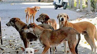 बाप रे...कितनी महंगी पड़ेगी कुत्तों की नसबंदी? सर्जरी, देखभाल का खर्च जानकर फटी रह जाएंगी आंखें what is the sterilization cost of delhi stray dogs