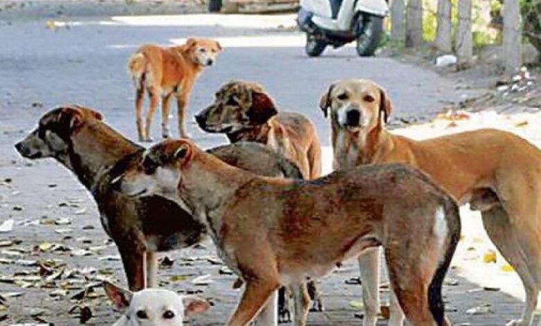 बाप रे...कितनी महंगी पड़ेगी कुत्तों की नसबंदी? सर्जरी, देखभाल का खर्च जानकर फटी रह जाएंगी आंखें what is the sterilization cost of delhi stray dogs
