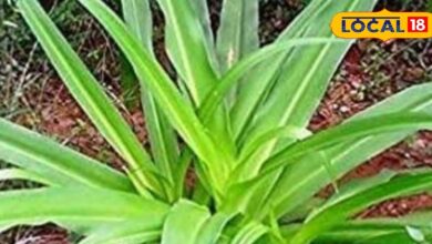 महिलाओं के लिए खास! जोड़ों का दर्द और सफेद पानी की समस्या होगी एकदम गायब, जानें इस पौधे के चमत्कारी फायदे - Uttar Pradesh News