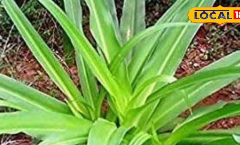 महिलाओं के लिए खास! जोड़ों का दर्द और सफेद पानी की समस्या होगी एकदम गायब, जानें इस पौधे के चमत्कारी फायदे - Uttar Pradesh News