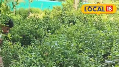 मात्र ₹10 में करिए नींबू की खेती, होगी छप्पड़फाड़ कमाई, किसान भाई अपनाएं ये तरीका