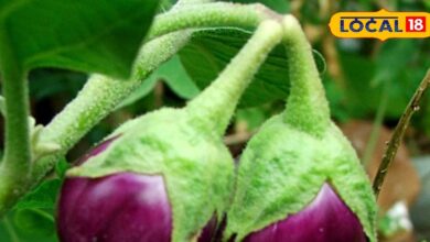 मामूली सब्जी नहीं है बैगन! इसमें छुपा है इन बीमारियों का इलाज, जान लेंगे फायदे तो डाइट में शामिल करना नहीं भूलेंगे - Uttarakhand News