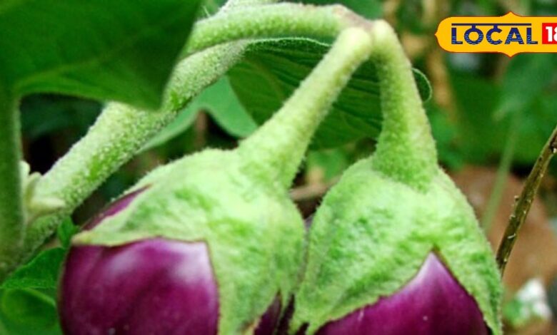 मामूली सब्जी नहीं है बैगन! इसमें छुपा है इन बीमारियों का इलाज, जान लेंगे फायदे तो डाइट में शामिल करना नहीं भूलेंगे - Uttarakhand News
