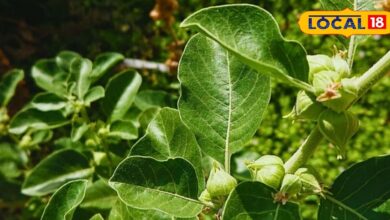 यह जड़ी-बूटी देती है घोड़े जैसी ताकत और ऊर्जा, रोजाना करें इसका सेवन, दिमाग को बनाए रिलैक्स और फ्रेश - Uttar Pradesh News