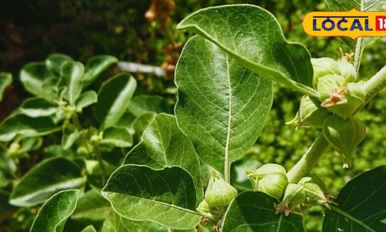 यह जड़ी-बूटी देती है घोड़े जैसी ताकत और ऊर्जा, रोजाना करें इसका सेवन, दिमाग को बनाए रिलैक्स और फ्रेश - Uttar Pradesh News