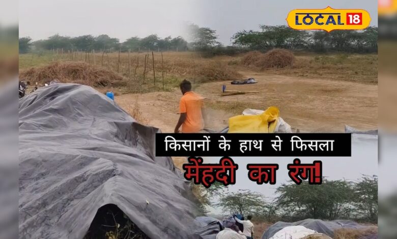 रचने से पहले ही बेरंग हुई सोजत की मेंहदी, किसानों को लाखों का नुकसान – News18 हिंदी