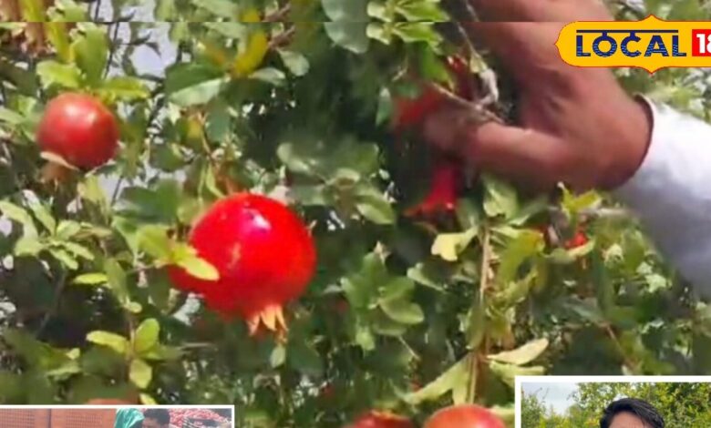 राजस्थान का यह गांव बना अनार एक्सपोर्ट हब, लाखों में मुनाफा कमा रहे किसान, जानें किस वैरायटी की हो रही खेती