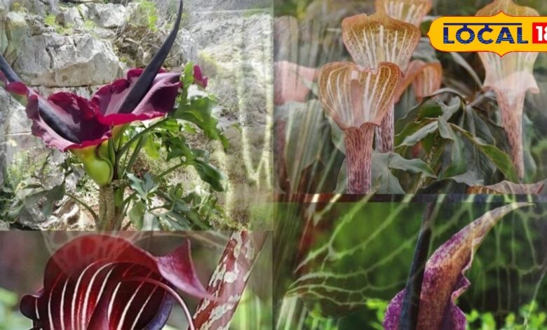 रात में खिलता है भगवान शिव का यह प्रिय फूल, इसमें कूट-कूट कर भरा है औषधीय गुण, हर तरह के दर्द में है असरदार