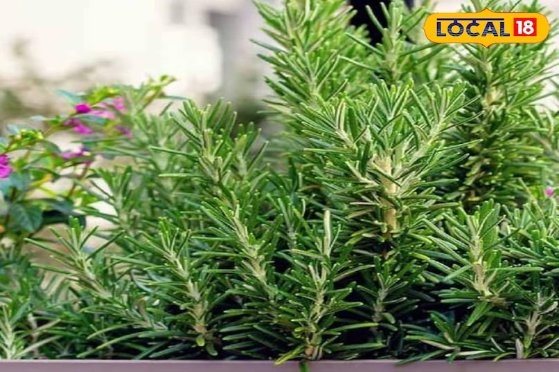 रोजमेरी सिर्फ एक पौधा नहीं बल्कि कई उपयोगों वाला एक जादुई पौधा है। आजकल हेयर केयर में इसकी पत्तियों का खूब इस्तेमाल हो रहा है, जिससे इसकी लोकप्रियता और भी बढ़ गई है। रोजमेरी एक ऐसा हार्डी प्लांट है जिसे थोड़ी सही देखभाल मिले तो यह आसानी से फलता-फूलता है। इसकी सुगंधित पत्तियां न सिर्फ घर की खुशबू बढ़ाती हैं, बल्कि बगीचे के कीट-पतंगों को भी दूर रखने में मददगार साबित होती हैं। रोजमेरी सिर्फ एक पौधा नहीं बल्कि कई उपयोगों वाला एक जादुई पौधा है। आजकल हेयर केयर में इसकी पत्तियों का खूब इस्तेमाल हो रहा है, जिससे इसकी लोकप्रियता और भी बढ़ गई है। रोजमेरी एक ऐसा हार्डी प्लांट है जिसे थोड़ी सही देखभाल मिले तो यह आसानी से फलता-फूलता है। इसकी सुगंधित पत्तियां न सिर्फ घर की खुशबू बढ़ाती हैं, बल्कि बगीचे के कीट-पतंगों को भी दूर रखने में मददगार साबित होती हैं।