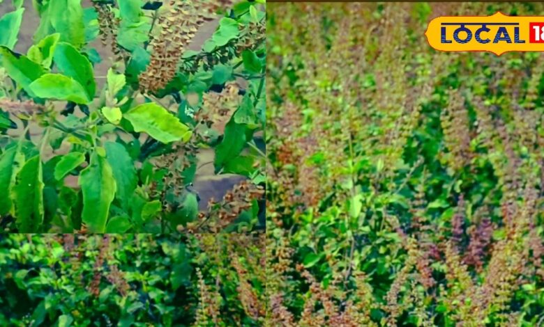 लसी की पत्तियों से करोड़ों की आमदनी, मथुरा और वृंदावन तक सप्लाई