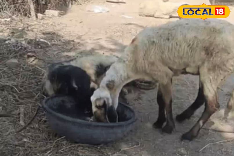 जालोर में भेड़ों में फैली रहस्यमयी बीमारी, सैकड़ों की मौत...पशुपालकों की बढ़ी चिंता