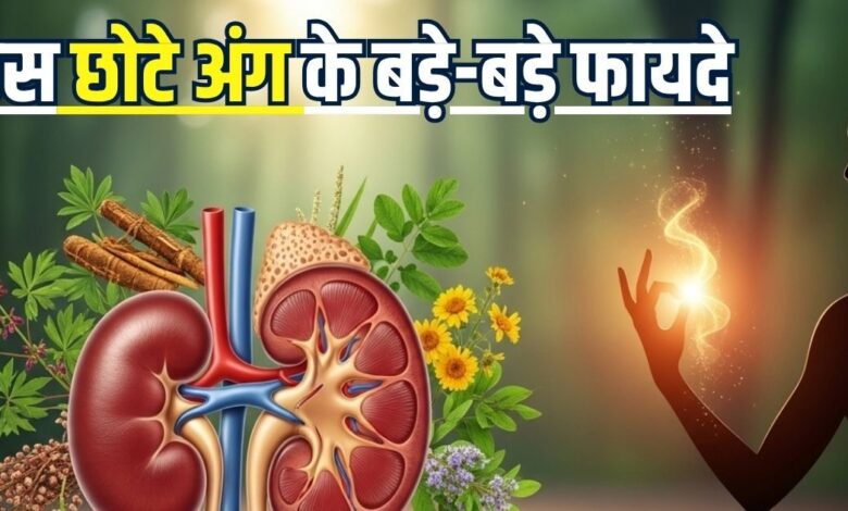 शरीर की डिटॉक्स मशीन है बॉडी का ये अंग, साइज में छोटी पर काम करती बड़े-बड़े, जानिए कैसे