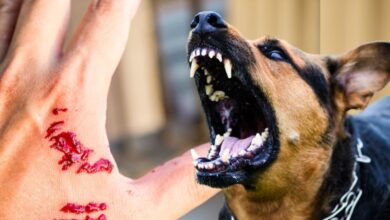 स‍िर्फ कुत्‍ता-ब‍िल्‍ली नहीं घरों में रहने वाले इन जानवरों से भी हो सकता है रेबीज, बता रहीं गाइडलाइंस dog cat monkey and small animals rodents can spread rabies
