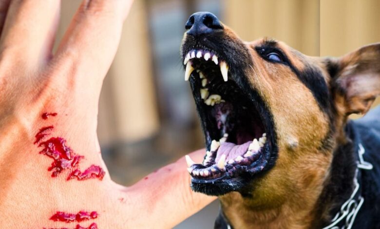 सिर्फ कुत्ता-बिल्ली नहीं घरों में रहने वाले इन जानवरों से भी हो सकता है रेबीज, बता रहीं गाइडलाइंस dog cat monkey and small animals rodents can spread rabies