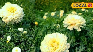 सफेद सोना उगा रहे भरतपुर के किसान, प्रति एकड़ 100 क्विंटल तक उपज; बाजार में दोगुना मिल रहा रेट