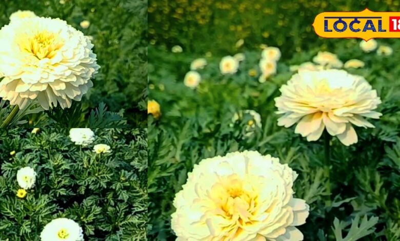 सफेद सोना उगा रहे भरतपुर के किसान, प्रति एकड़ 100 क्विंटल तक उपज; बाजार में दोगुना मिल रहा रेट