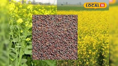 सरसों की फसल पर मंडराने लगा है कीटों का खतरा, इस जैविक उपाय से फसल रहेंगे पूरी तरह से सुरक्षित