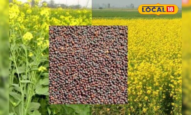 सरसों की फसल पर मंडराने लगा है कीटों का खतरा, इस जैविक उपाय से फसल रहेंगे पूरी तरह से सुरक्षित