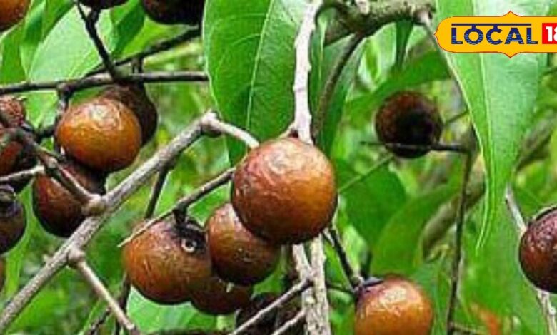 सिर्फ बालों के लिए ही नहीं... सेहत के लिए भी वरदान है रीठा, जानें फायदे और उपयोग का तरीका - Uttar Pradesh News