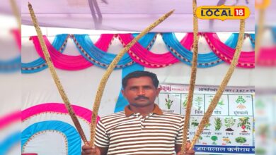 सीकर के किसान ने किया कमाल! खुद के खेत में तैयार किया देशी बाजरे का नया बीज, कमा रहे लाखों रुपए