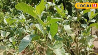 सेहत का सुपर टॉनिक कहलाता है अश्वगंधा, शरीर को बना देता है फौलादी