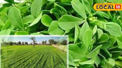 स्वाद, सुगंध और मुनाफे का खजाना है पान मेथी की खेती, जानें बुवाई से लेकर फसल तैयार करने तक की पूरी प्रक्रिया