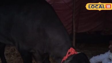 हर महीने ₹50,000 का खर्च, 800 किलो का ‘बॉडीबिल्डर बैल’ बलवीर बना वायरल सेंसेशन