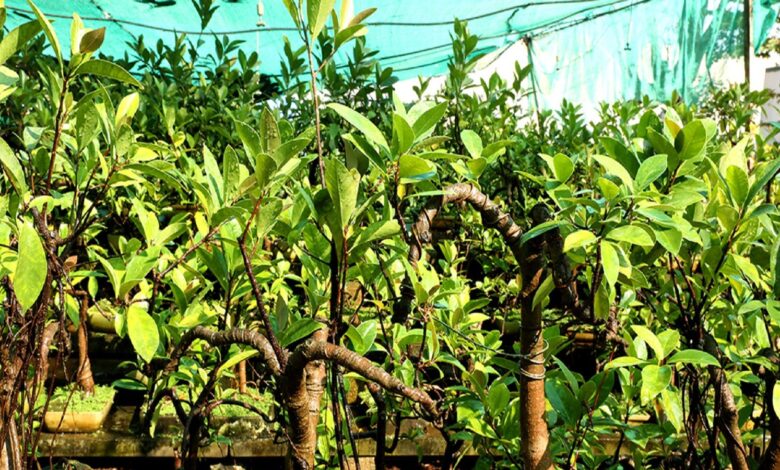 ₹20000 रुपये में शुरू करें इस पौधे की खेती, आराम से होगी 3.5 लाख की कमाई, जानिए कैसे? - start bonsai plant farming just rs 20k and get 3 lakh rupees benefits samp