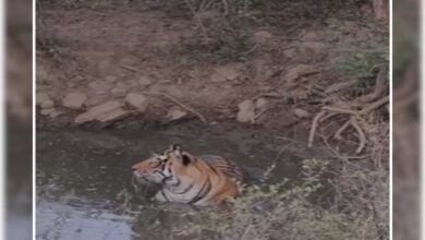 15 मिनट तक टिकी आंखें! पानी में बैठे टाइगर को देख टूरिस्ट हुए हैरान, कैमरे में कैद हुआ पल