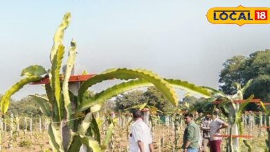 Dragon fruit farming | Rajasthan agriculture success | farmer income growth | desert farming innovation | profitable fruit cultivation | modern farming India