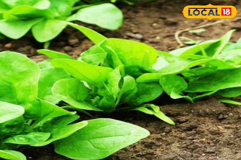 पालक  पालक