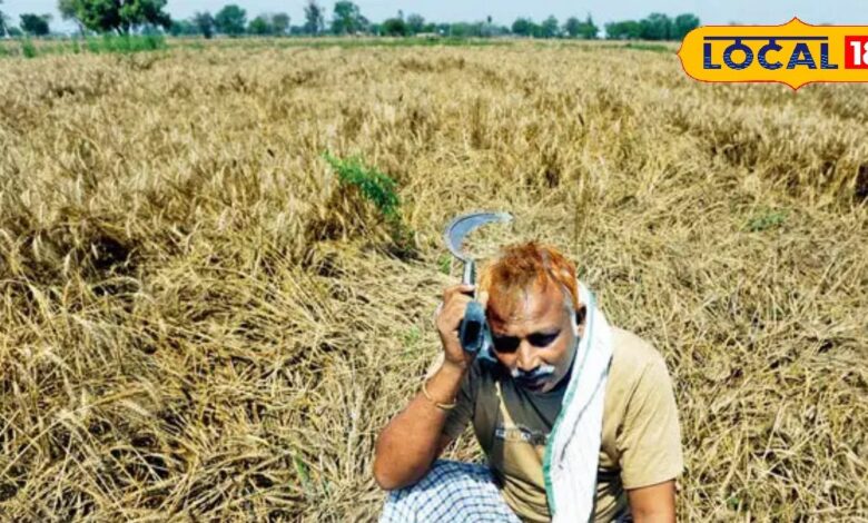 Agriculture News : राजस्थान में बेमौसम बरसात से किसानों की फसलें बर्बाद, अब सरकार देगी बीमा राहत!