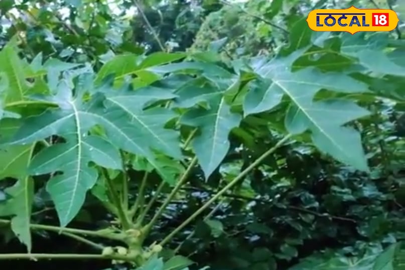 पपीते के पत्ते पपीते के पत्ते