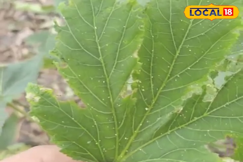 पपीते के पत्ते पपीते के पत्ते