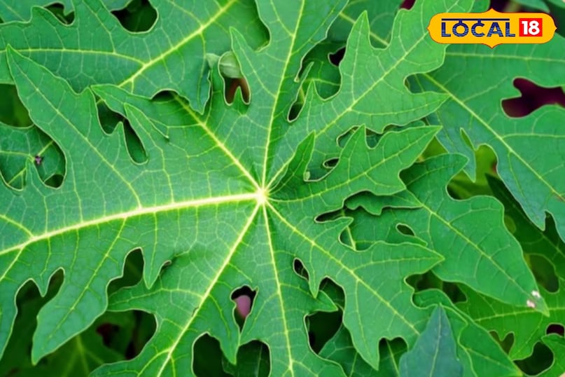 पपीते के पत्ते पपीते के पत्ते