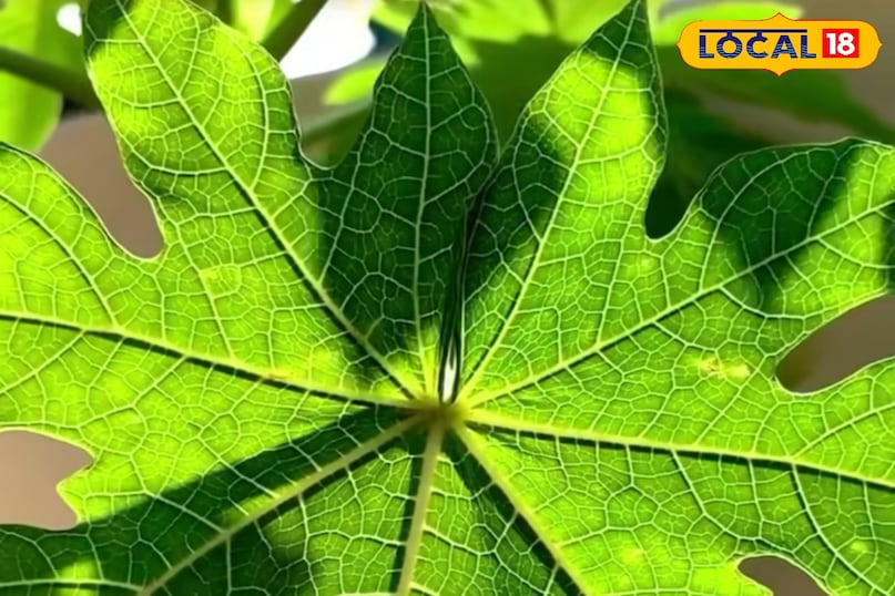 पपीते के पत्ते पपीते के पत्ते