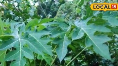 स्किन केयर का सस्ता नुस्खा! पपीते के पत्तों से पाएं ग्लोइंग और सॉफ्ट स्किन, एक्सपर्ट से जान लें तरीका - Rajasthan News