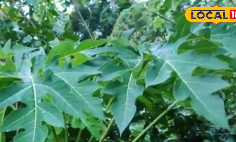 स्किन केयर का सस्ता नुस्खा! पपीते के पत्तों से पाएं ग्लोइंग और सॉफ्ट स्किन, एक्सपर्ट से जान लें तरीका - Rajasthan News