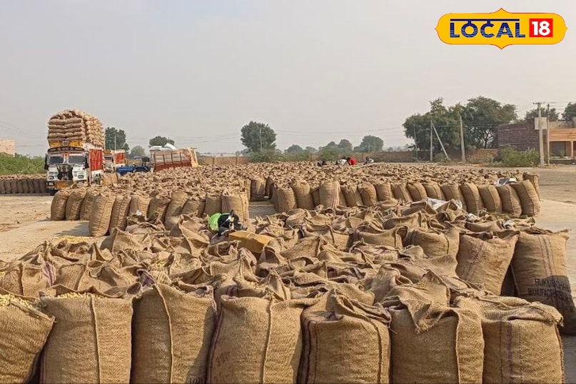 मूंगफली 