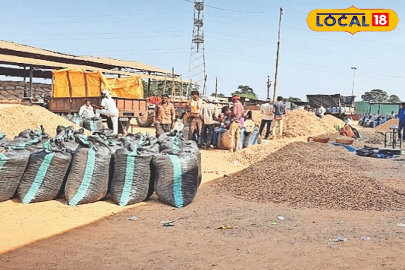 मूंगफली 