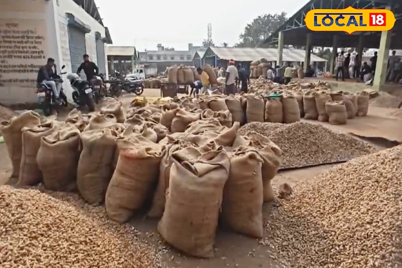 मूंगफली 