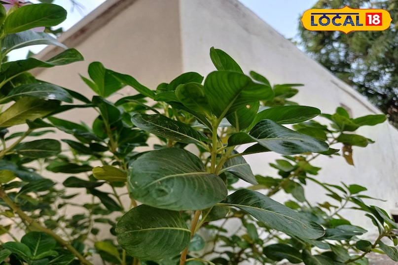 आयुर्वेद का छिपा खजाना: मंदिरों में दिखने वाला ये फूल करता है शुगर और ब्लड प्रेशर कंट्रोल