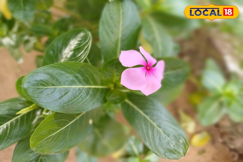 आयुर्वेद का छिपा खजाना: मंदिरों में दिखने वाला ये फूल करता है शुगर और ब्लड प्रेशर कंट्रोल