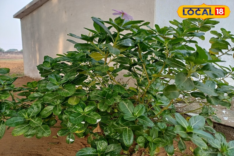 आयुर्वेद का छिपा खजाना: मंदिरों में दिखने वाला ये फूल करता है शुगर और ब्लड प्रेशर कंट्रोल