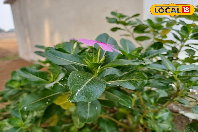 आयुर्वेद का छिपा खजाना: मंदिरों में दिखने वाला ये फूल करता है शुगर और ब्लड प्रेशर कंट्रोल